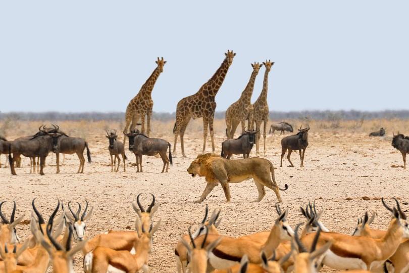 Etosha & Waterberg