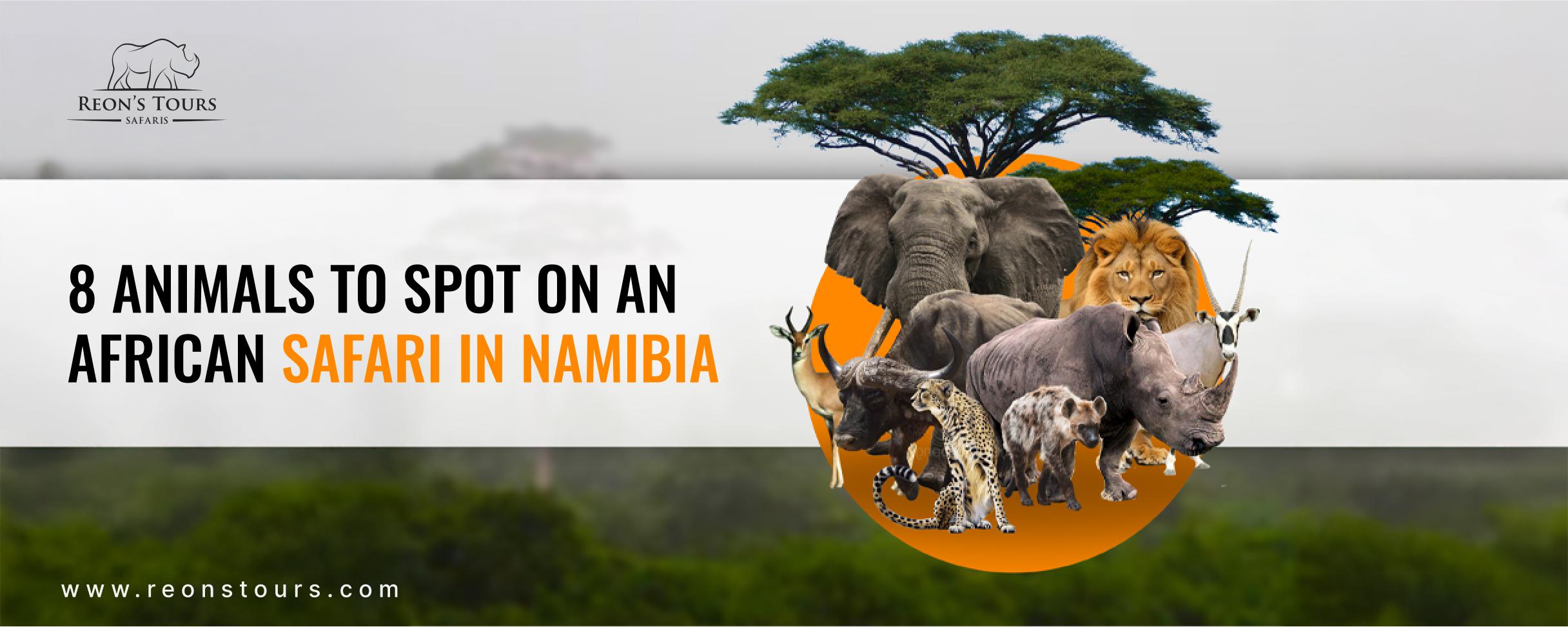 8 Animals To Spot on an African Safari in Namibia