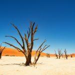 Reon’s Tours & Safaris