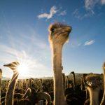 Reon’s Tours & Safaris